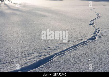 un unico percorso di impronte attraverso la neve fresca con la luce del sole del mattino sdraiato sul campo Foto Stock