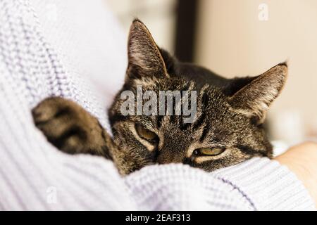 gatto solitario vagato in braccia umane che si sentono amati Foto Stock