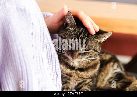 gatto solitario vagato in braccia umane che si sentono amati Foto Stock