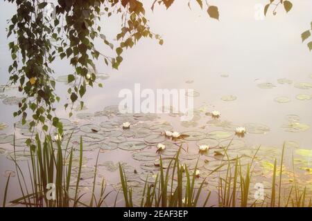 Molte ninfee bianche sul lago. Gigli bianchi in fiore sulla superficie dell'acqua dello stagno. Bella pianta acquatica fiorente. Foto Stock