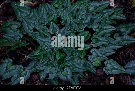 Verde scuro motivo cuore forma fogliame giardino che copre l'intera cornice Foto Stock