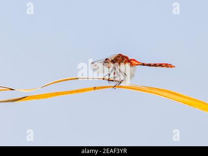 Una libellula di un medowhawk arancione appollaiata su una lama d'erba in un'area paludosa dell'Idaho. Foto Stock