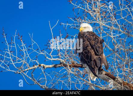 Un'aquila calva appollaiata in un albero nel Parco Nazionale del Grand Teton. Foto Stock