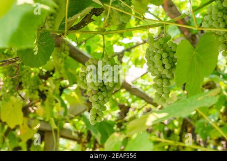 Uva verde fascicola che cresce tra le foglie Foto Stock