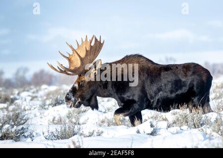 Un toro alce in un freddo Wyoming giorno. Foto Stock