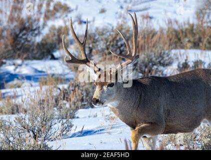 Un primo piano di un mulo cervo buck. Foto Stock