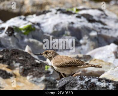 Un torbiero di roccia cerca il cibo in un campo da boulderfield Foto Stock