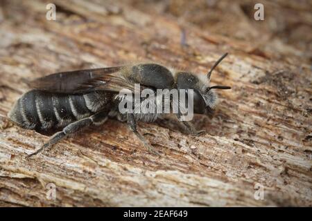 Primo piano di una femmina oligolettica Viper's Bugloss Mason Bee , Hoplitis adunca Foto Stock