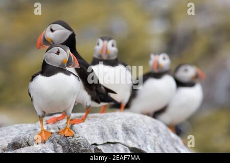 Puffins, Fratercola arctica, Isole Farne, Regno Unito Foto Stock