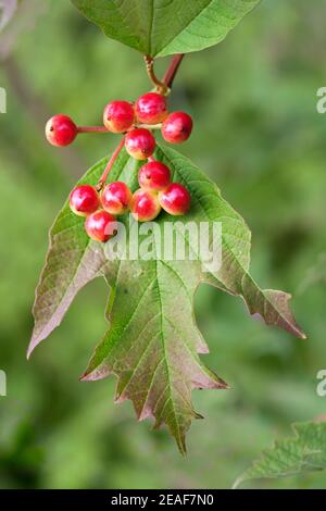 Bacche rosse e foglie di palmate di Guelder Rose Viburnum Opulus - Somerset UK Foto Stock