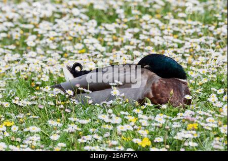 Anatra in un campo a margherita nel Wiltshire UK Foto Stock