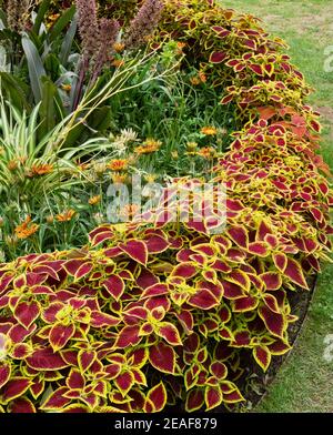 Solenostemon Crimson Gold è un'aggiunta accattivante all'inglese garden Border - Somerset UK Foto Stock