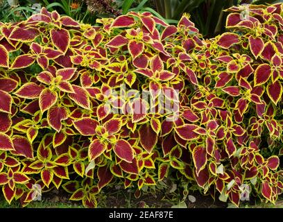 Solenostemon Crimson Gold è un'aggiunta accattivante all'inglese garden Border - Somerset UK Foto Stock