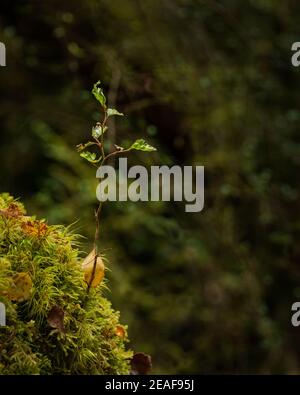 Nuovo albero che cresce dai tronchi di albero ricoperti di muschio con reti di ragno nella lussureggiante foresta verde. Formato verticale. Foto Stock