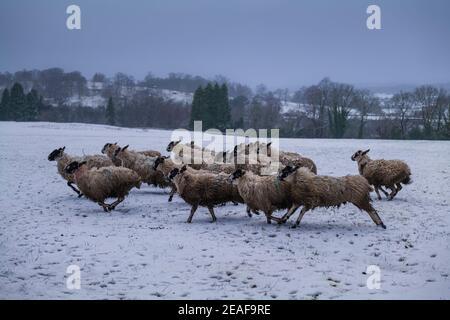 Gregge di pecore che attraversano un campo in condizioni di inverno, Clitheroe, Ribble Valley, Lancashire, Regno Unito. Foto Stock