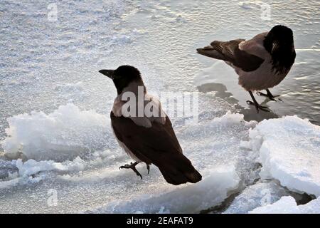 Due Crows con cappuccio, Corvus cornix, in mare congelato in una fredda mattina d'inverno. Foto Stock