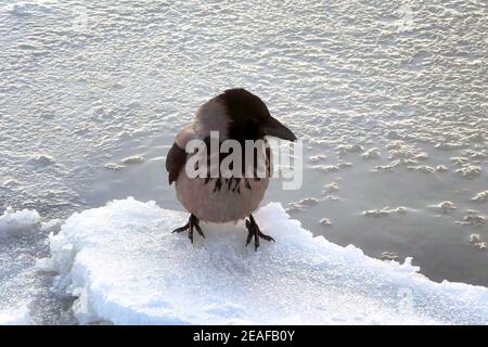 Corvo con cappuccio, Corvus cornix, arroccato su un pezzo di ghiaccio in riva al mare in una fredda mattina d'inverno. Foto Stock