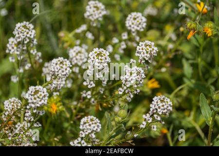 Fiori bianchi di Alyssum dolce, Lobularia maritima, fiori selvatici in Andalusia, Spagna Foto Stock