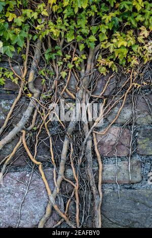 Ivy, Hedera Helix, che cresce su un vecchio muro di pietra, Monmouthshire, Galles, Regno Unito Foto Stock