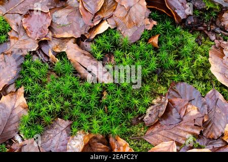 Bank Haircap muss, Polytrichastrum formosum, Catbrook, Monmouthshire, Galles, Regno Unito. Foto Stock