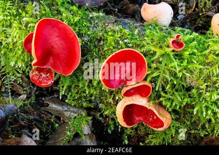 Scarlatto Elf Cup, Sarcoscopypha austriaca (o forse Ruby Elf Cup, S. coccinea), Wye Valley. Monmouthshire, Galles, Regno Unito Foto Stock