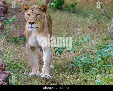 Re della giungla -- Leone asiatico Foto Stock