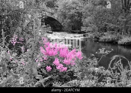 Nel rosa: Fiori rosa in contrasto con grigi di pietra Skelwith Bridge, acqua del fiume, piante e rocce lungo il fiume. Ripresa con filtro colore. Foto Stock