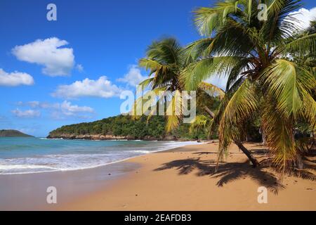 Guadalupa spiaggia sabbiosa. Per una vacanza nei Caraibi paesaggio. Perle di spiaggia (Plage de la Perle). Foto Stock