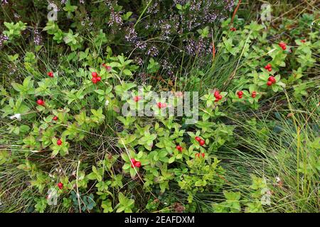 Frutti di bosco estivi in Norvegia. Cornel di nani o bungchberry (Cornus suecica). Foto Stock