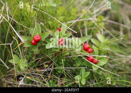 Frutti di bosco estivi in Norvegia. Cornel di nani o bungchberry (Cornus suecica). Foto Stock