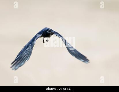 American Crow in volo Foto Stock