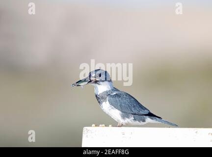 Kingfisher Male con cintura e pesce Foto Stock