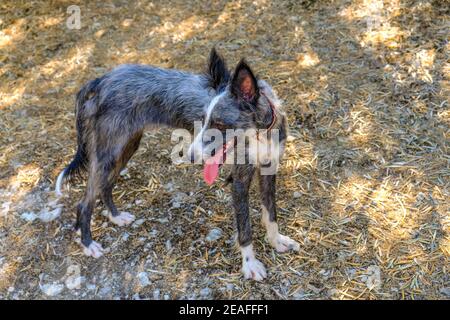 Marl grigio spagnolo Podenco Valenciano cane da caccia. Sierras Subbeticas, Provincia di Cordova, Andalusia, Spagna Foto Stock