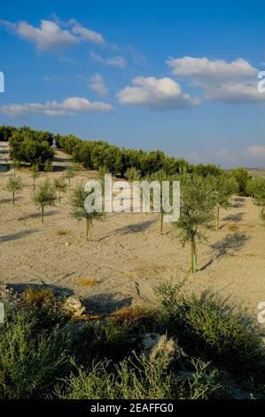 Piccola piantagione di piante di olivo di proprietà di un abitante locale. Carcabuey, Sierras Subbeticas, Provincia di Cordova, Andalusia, Spagna. Foto Stock