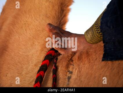 Tuareg uomo a piedi a cavallo di un cammello, Tripolitania, Ghadames, Libia Foto Stock