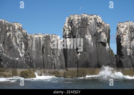 Guillemots (uria aalge) e kittiwakes (Rissa tridactyla) nidificanti su pile di mare. Foto Stock