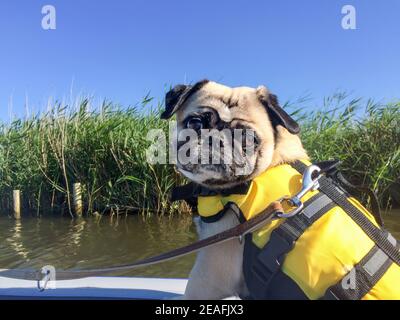 Un cane da pug indossa una giubbotto salvagente. È in vacanza e sta cavalcando su una barca gonfiabile. La barca si trova nei Paesi Bassi in un canale. Alghe sulle s Foto Stock