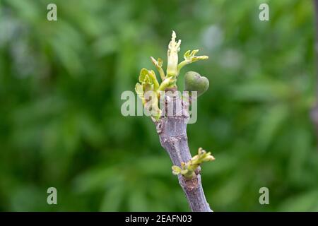 Ficus carica. Di nuova apertura foglia di fico e frutta. Foto Stock