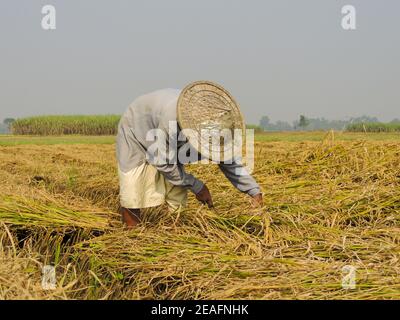 Coltivatore che indossa un cappello coolie che lavora in un campo di riso Foto Stock