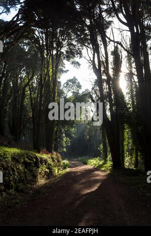 I raggi del sole passano attraverso gli alberi nella foresta Foto Stock