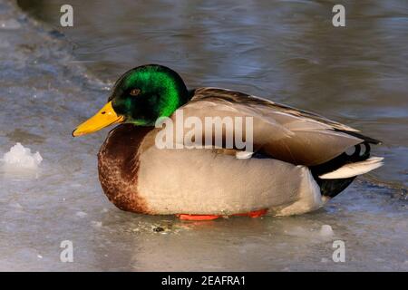 Duelmen, NRW, Germania. 09 febbraio 2021. Un'anatra di mallard si riscalda al sole mentre si siede sul ghiaccio. La maggior parte degli stagni locali sono congelati a seguito di tempeste di neve e al di sotto delle temperature di congelamento in gran parte della Germania. Credit: Imageplotter/Alamy Live News Foto Stock