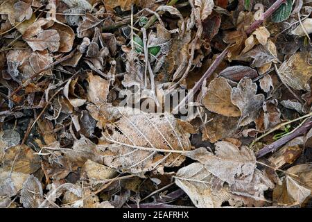 Foglie morte brune gelide a terra Foto Stock