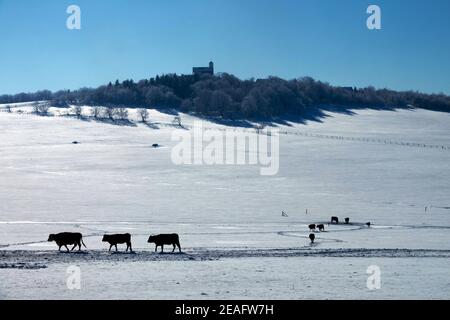 Mucche neve neve inverno pascolo coperto Foto Stock