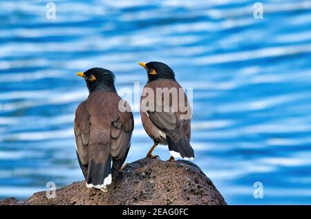 Coppia di uccelli Mynah seduta insieme su una roccia vicino a uno stagno. Foto Stock