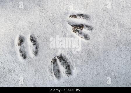 Primo piano di impronte / impronte di zoccoli di caprioli (Capreolus capreolus) nella neve in inverno Foto Stock