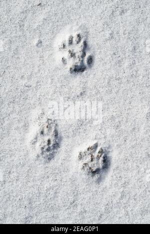 Primo piano delle impronte che mostrano le pedane del polecat europeo (Mustela putorius) nella neve in inverno Foto Stock