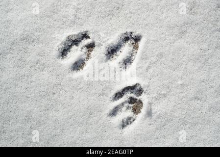 Primo piano di impronte / impronte di zoccoli di caprioli (Capreolus capreolus) nella neve in inverno Foto Stock