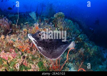 Enorme raggio di marmo (Taeniura meyeni) Su una colorata barriera corallina tropicale nel Mare delle Andamane Foto Stock