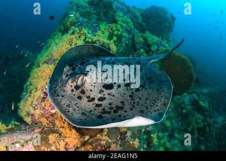 Enorme raggio di marmo (Taeniura meyeni) Su una colorata barriera corallina tropicale nel Mare delle Andamane Foto Stock