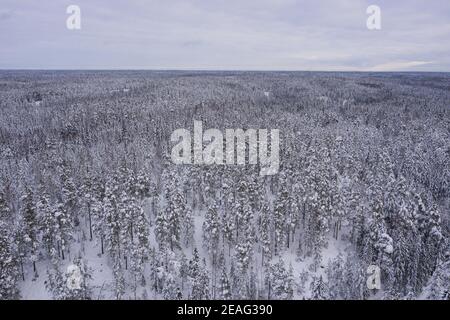 Inverno infinito, foresta innevata. Foto dal drone. Natura scandinava, Finlandia. Nuxio, giorno nuvoloso, ha mangiato in un sogno. Foto di alta qualità Foto Stock